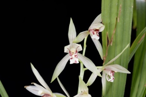 Cymbidium haematodes Fang Hua HCC/AOS 78 pts.